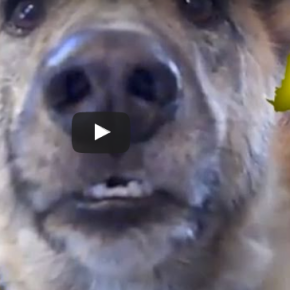 When dogs speak: over 200 million views