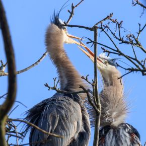 Heron Voyeurs Flock To Stanley Park : Courting, Mating, Feeding and Fighting