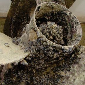 Saskatchewan Winning The War Against Mussels